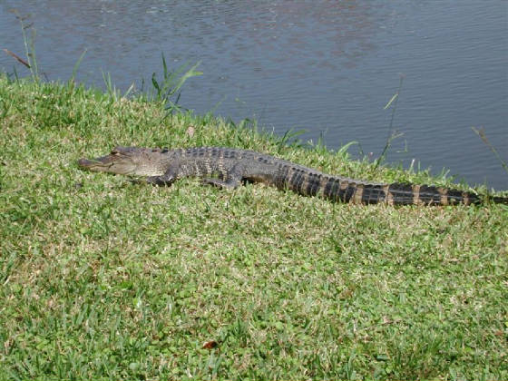 Edisto Lizard