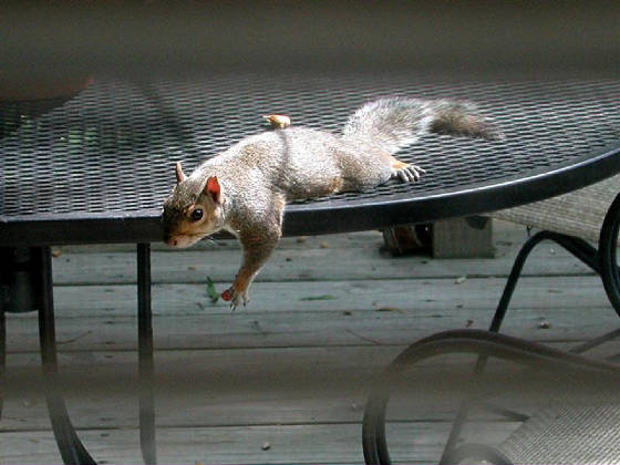 Gray Tail on The Deck