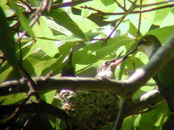  Humming Bird and Babys