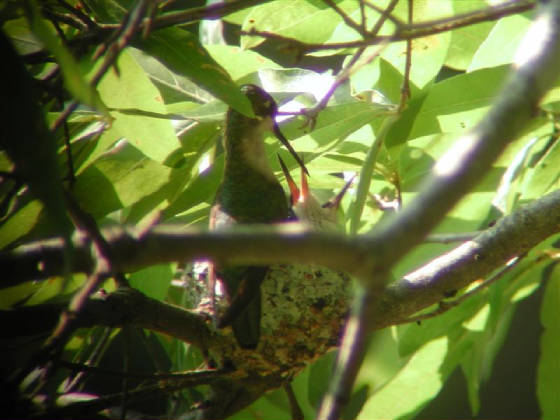  Humming Bird Mother Feeding Babys